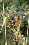 Tall horned beaksedge